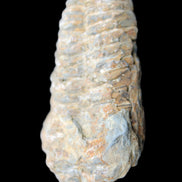 Trilobite Diacalymene 48*70mm 77g in sunlight - Rocks and Things Store