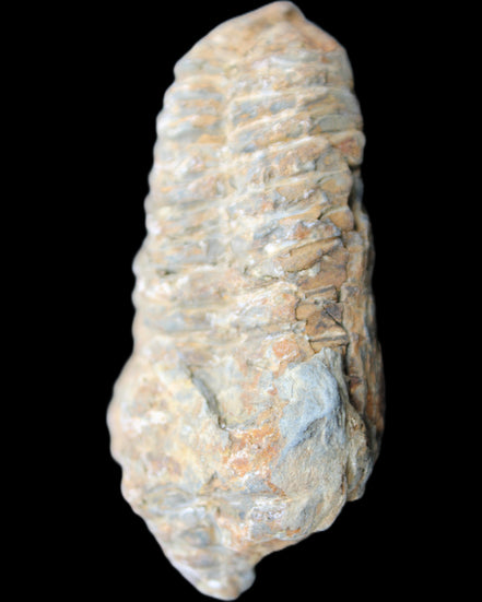 Trilobite Diacalymene 48*70mm 77g in sunlight - Rocks and Things Store