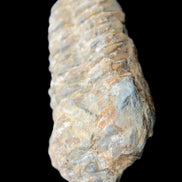 Trilobite Diacalymene 48*70mm 77g in sunlight - Rocks and Things Store