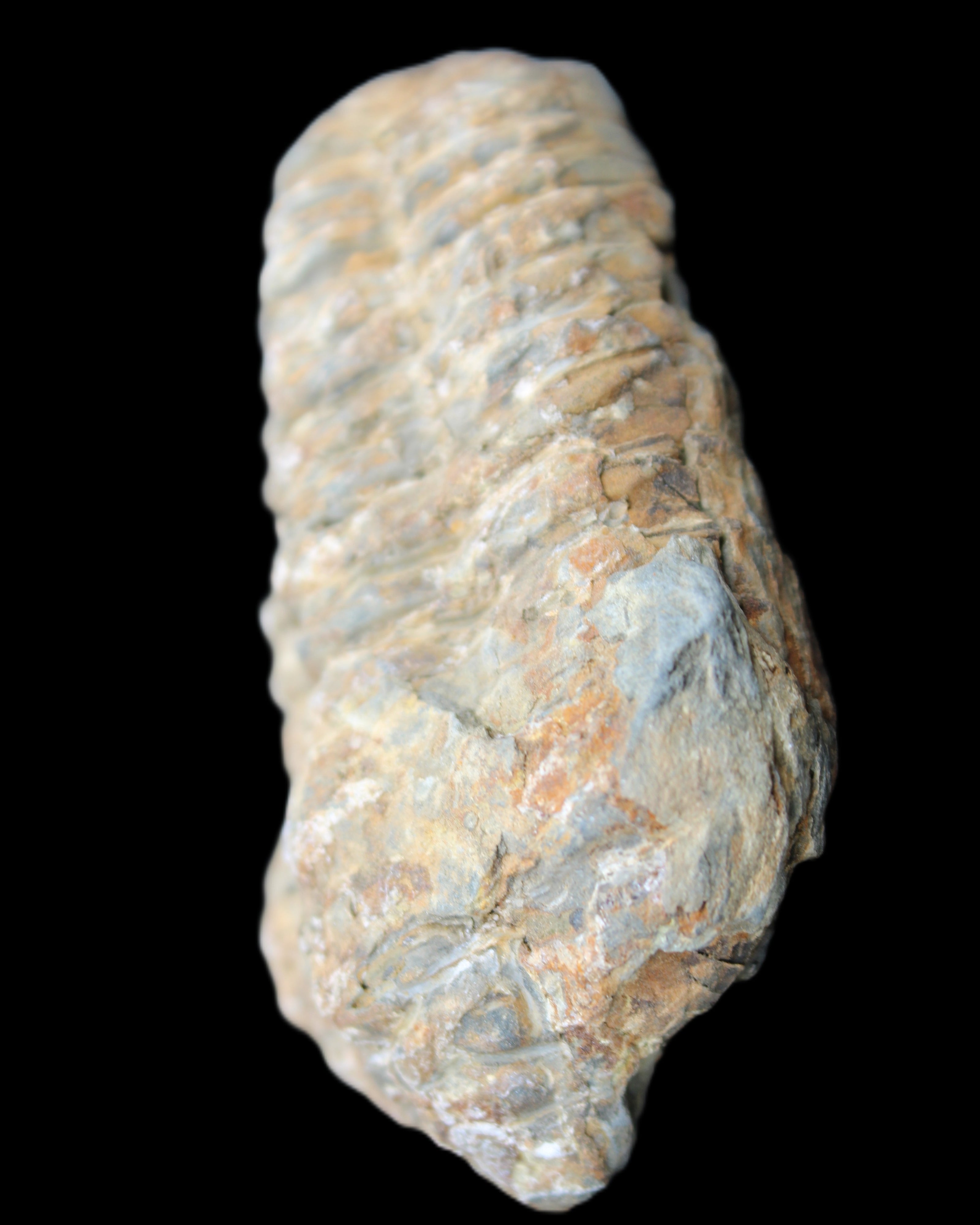 Trilobite Diacalymene 48*70mm 77g in sunlight - Rocks and Things Store