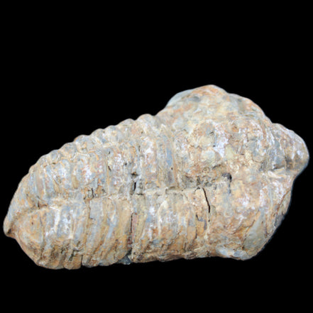 Trilobite Diacalymene 48*70mm 77g in sunlight - Rocks and Things Store