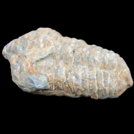 Trilobite Diacalymene 48*70mm 77g in sunlight - Rocks and Things Store