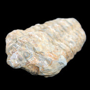 Trilobite Diacalymene 48*70mm 77g in sunlight - Rocks and Things Store