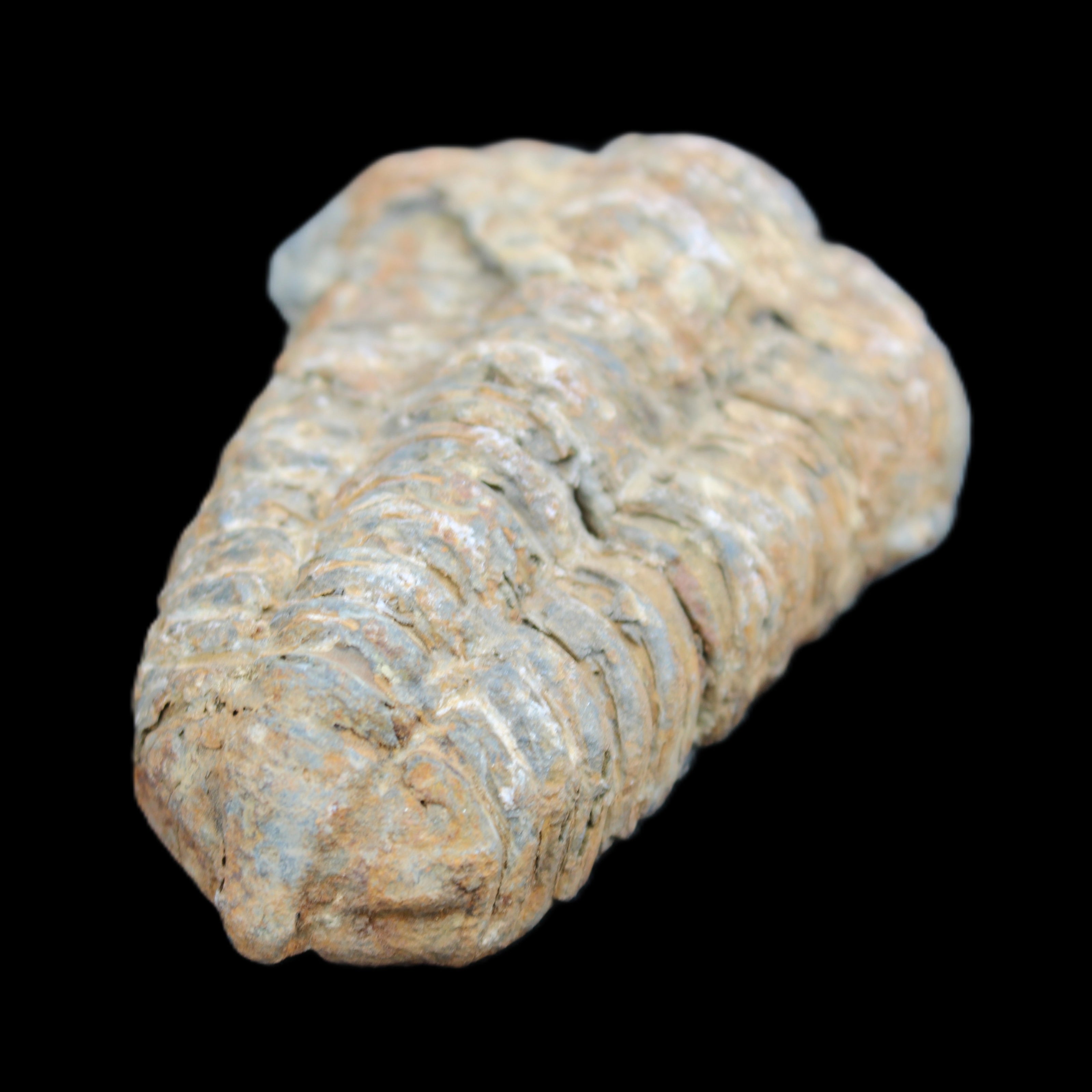 Trilobite Diacalymene 48*70mm 77g in sunlight - Rocks and Things Store