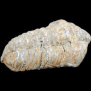 Trilobite Diacalymene 48*70mm 77g in sunlight - Rocks and Things Store