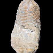 Trilobite Diacalymene 42*76mm 83g in sunlight - Rocks and Things Store