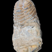 Trilobite Diacalymene 42*76mm 83g in sunlight - Rocks and Things Store