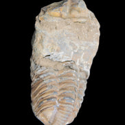 Trilobite Diacalymene 42*76mm 83g in sunlight - Rocks and Things Store