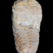 Trilobite Diacalymene 42*76mm 83g in sunlight - Rocks and Things Store