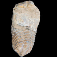 Trilobite Diacalymene 42*76mm 83g in sunlight - Rocks and Things Store