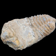 Trilobite Diacalymene 42*76mm 83g in sunlight - Rocks and Things Store