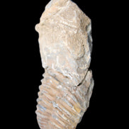 Trilobite Diacalymene 42*76mm 83g in sunlight - Rocks and Things Store