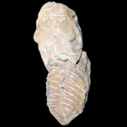 Trilobite Diacalymene 42*76mm 83g in sunlight - Rocks and Things Store