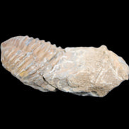 Trilobite Diacalymene 42*76mm 83g in sunlight - Rocks and Things Store