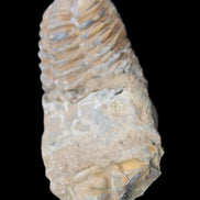 Trilobite Diacalymene 42*76mm 83g in sunlight - Rocks and Things Store