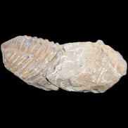 Trilobite Diacalymene 42*76mm 83g in sunlight - Rocks and Things Store