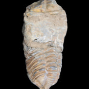 Trilobite Diacalymene 42*76mm 83g in sunlight - Rocks and Things Store