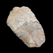 Trilobite Diacalymene 42*76mm 83g in sunlight - Rocks and Things Store