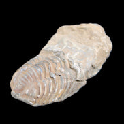 Trilobite Diacalymene 42*76mm 83g in sunlight - Rocks and Things Store