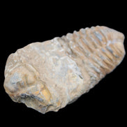 Trilobite Diacalymene 42*76mm 83g in sunlight - Rocks and Things Store