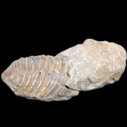 Trilobite Diacalymene 42*76mm 83g in sunlight - Rocks and Things Store