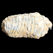 Trilobite Diacalymene 49*70mm 80g in sunlight - Rocks and Things Store