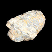 Trilobite Diacalymene 49*70mm 80g in sunlight - Rocks and Things Store