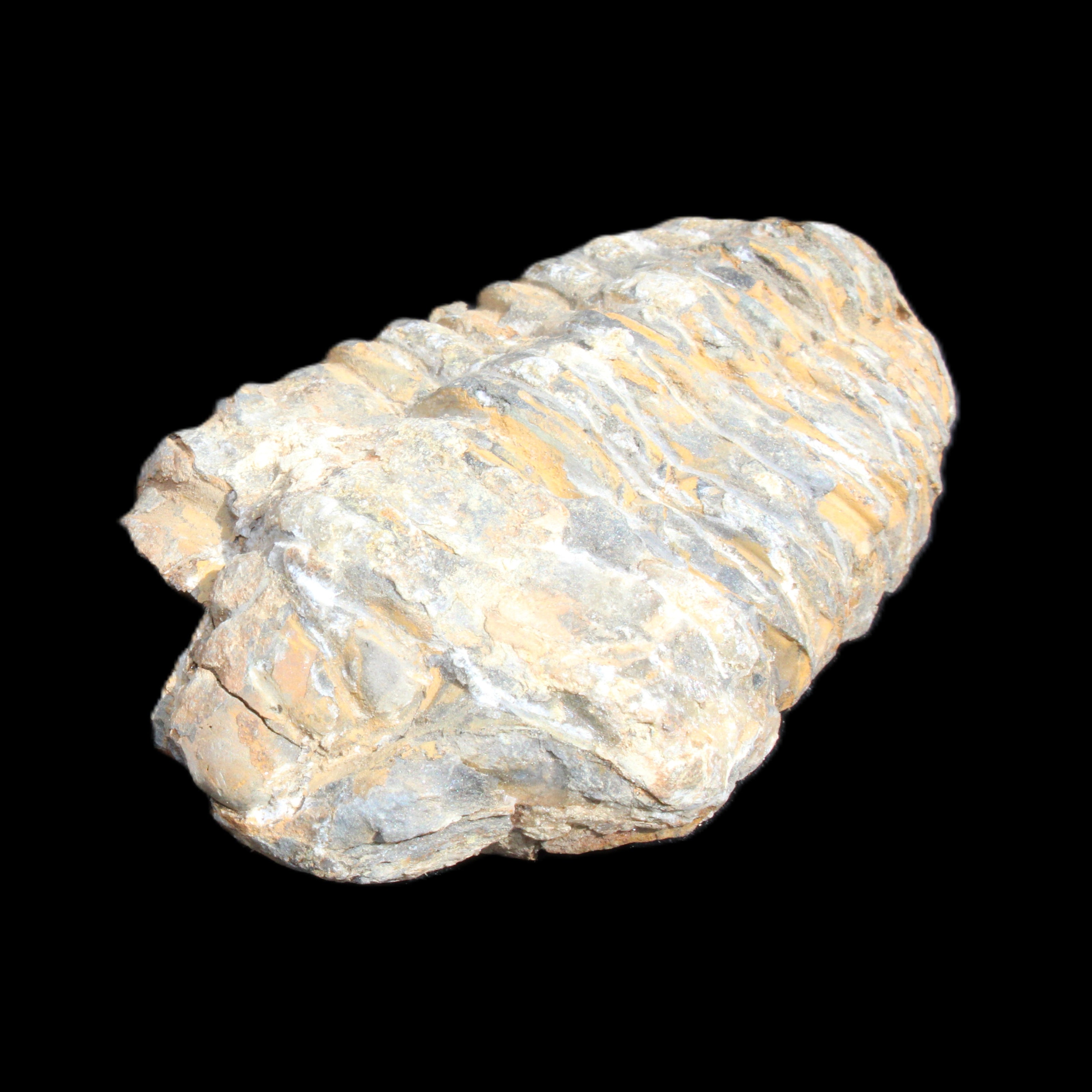 Trilobite Diacalymene 49*70mm 80g in sunlight - Rocks and Things Store