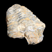 Trilobite Diacalymene 49*70mm 80g in sunlight - Rocks and Things Store