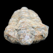 Trilobite Diacalymene 49*70mm 80g in sunlight - Rocks and Things Store