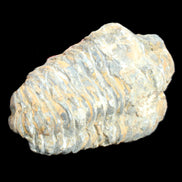 Trilobite Diacalymene 49*70mm 80g in sunlight - Rocks and Things Store