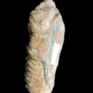 Trilobite Diacalymene 49*70mm 80g in sunlight - Rocks and Things Store