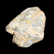 Trilobite Diacalymene 49*70mm 80g in sunlight - Rocks and Things Store