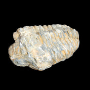 Trilobite Diacalymene 49*70mm 80g in sunlight - Rocks and Things Store