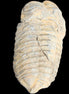Trilobite Diacalymene ouzregui 490myo from Morocco 49*78m 88g in sunlight - Rocks and Things Store