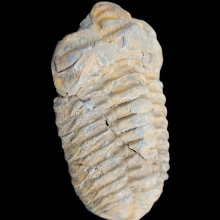 Trilobite Diacalymene ouzregui 490myo from Morocco 49*78m 88g in sunlight - Rocks and Things Store