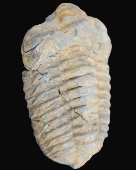 Trilobite Diacalymene ouzregui 490myo from Morocco 49*78m 88g in sunlight - Rocks and Things Store