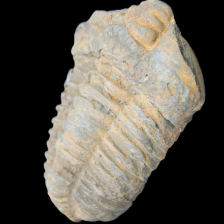 Trilobite Diacalymene ouzregui 490myo from Morocco 49*78m 88g in sunlight - Rocks and Things Store