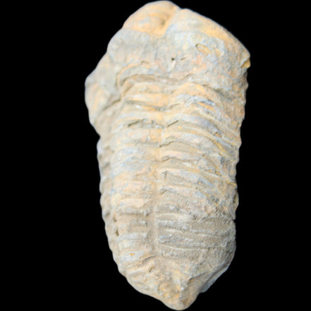 Trilobite Diacalymene ouzregui 490myo from Morocco 49*78m 88g in sunlight - Rocks and Things Store