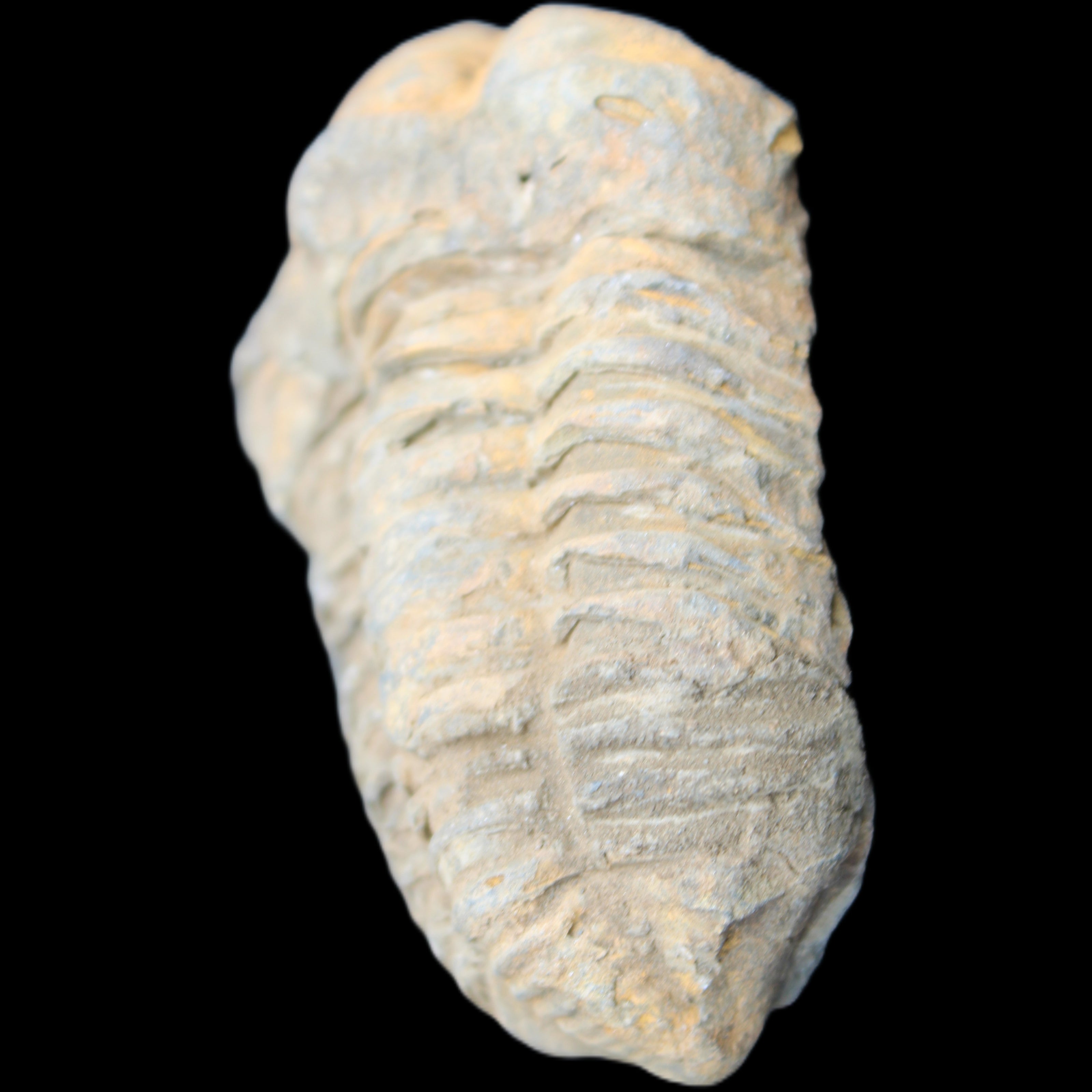 Trilobite Diacalymene ouzregui 490myo from Morocco 49*78m 88g in sunlight - Rocks and Things Store