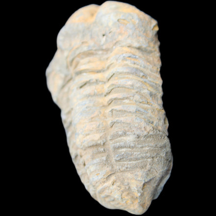 Trilobite Diacalymene ouzregui 490myo from Morocco 49*78m 88g in sunlight - Rocks and Things Store