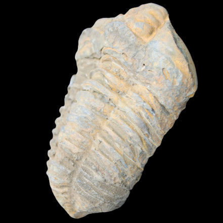 Trilobite Diacalymene ouzregui 490myo from Morocco 49*78m 88g in sunlight - Rocks and Things Store