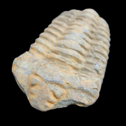 Trilobite Diacalymene ouzregui 490myo from Morocco 49*78m 88g in sunlight - Rocks and Things Store
