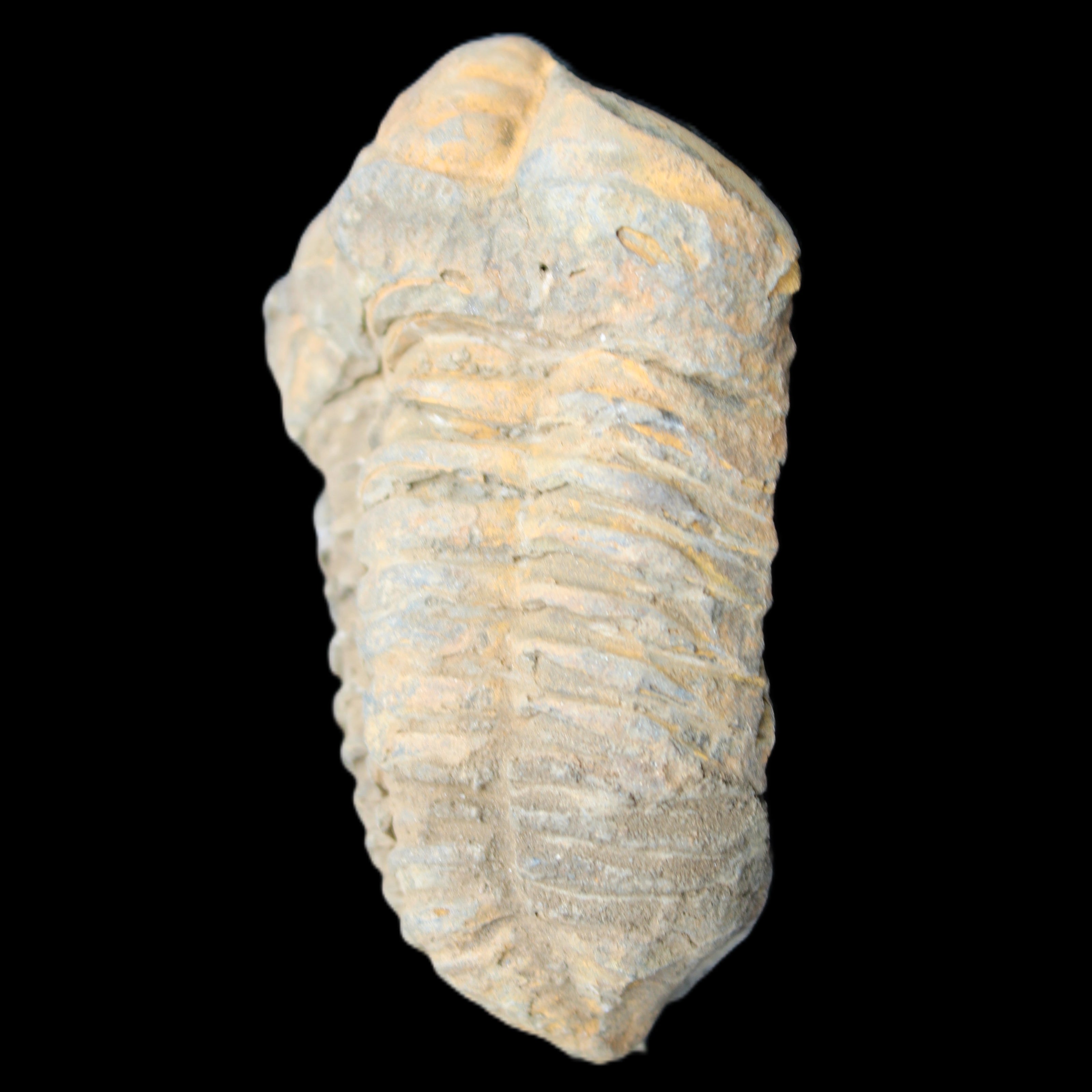 Trilobite Diacalymene ouzregui 490myo from Morocco 49*78m 88g in sunlight - Rocks and Things Store