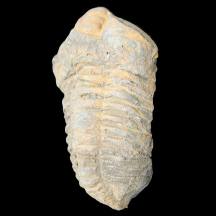 Trilobite Diacalymene ouzregui 490myo from Morocco 49*78m 88g in sunlight - Rocks and Things Store