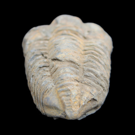 Trilobite Diacalymene ouzregui 490myo from Morocco 49*78m 88g in sunlight - Rocks and Things Store