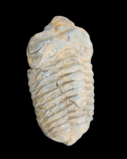 Trilobite Diacalymene ouzregui 490myo from Morocco 49*78m 88g in sunlight - Rocks and Things Store