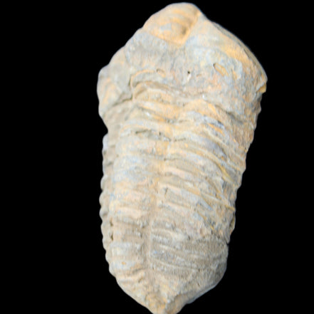 Trilobite Diacalymene ouzregui 490myo from Morocco 49*78m 88g in sunlight - Rocks and Things Store