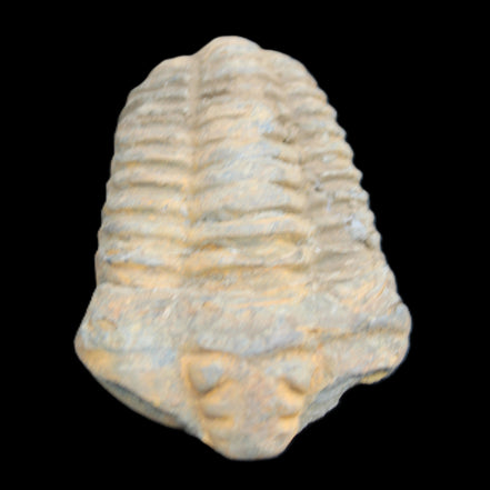 Trilobite Diacalymene ouzregui 490myo from Morocco 49*78m 88g in sunlight - Rocks and Things Store
