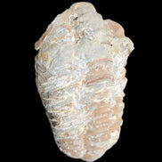 Trilobite Diacalymene ouzregui 48*78mm 122g in sunlight - Rocks and Things Store